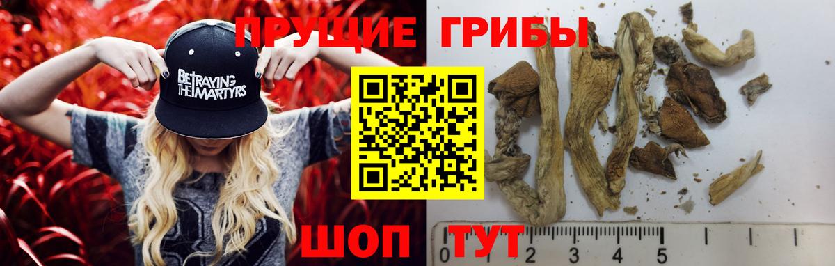 Галлюциногенные грибы Psilocybe Волхов